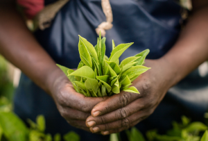FT-banner-Fairtrade-tea-leaves-Malawi