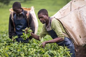 Fairtrade-tea-farmers-Malawi-2017-by-Chris-Terry